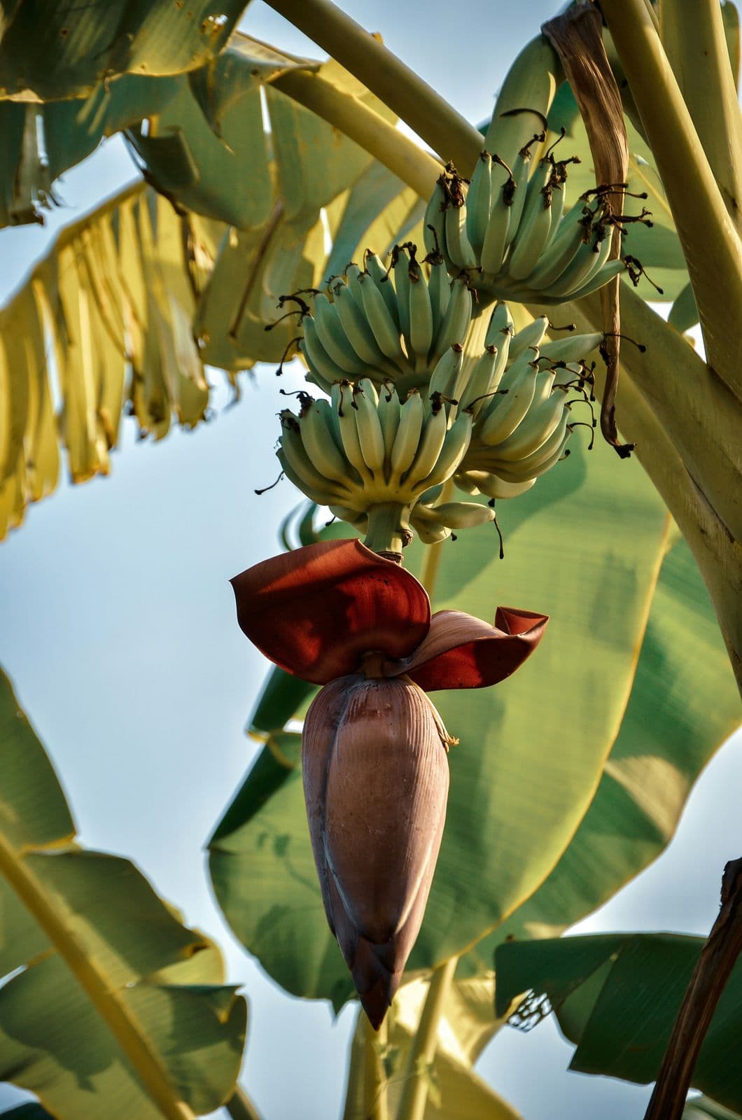 Il fiore e il casco di un banano nel giardino interno di Casa Madrigale